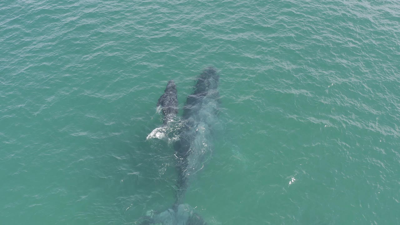 Top-down aerial frame in Baja California Sur, Mexico showing a whale and calf close together under blue-green water, with small white ripples near the larger whale and no visible people.