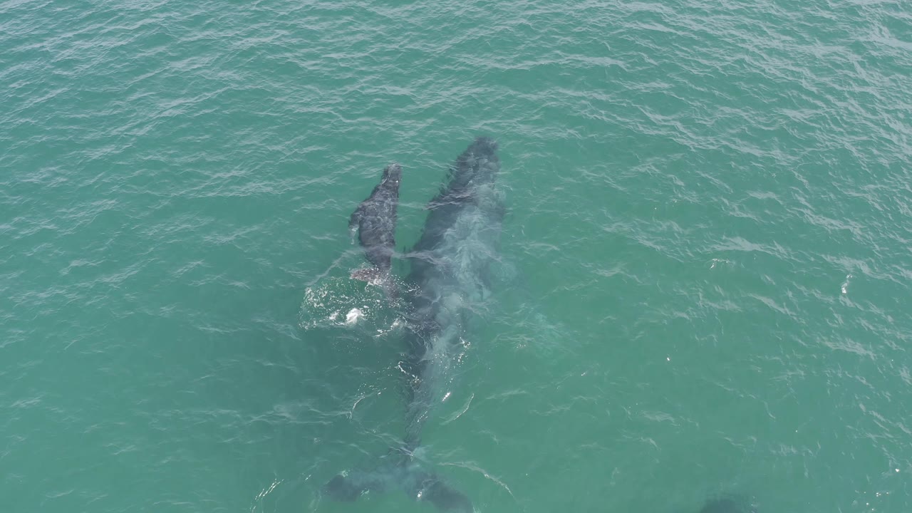 Aerial frame from Baja California Sur, Mexico showing the whale and calf just under the surface, with brighter white disturbance near their backs and no visible people.