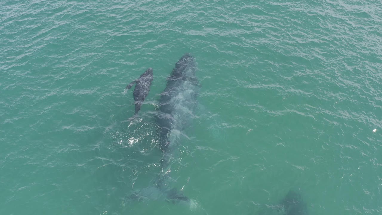 Whale and calf crossing under textured ocean water.