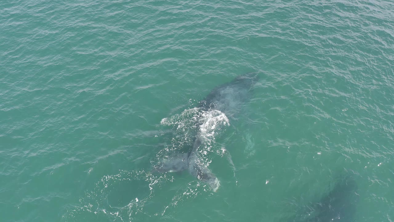 A whale remains partly submerged beneath rippled turquoise water in Baja California Sur, Mexico, with a small patch of foam and no visible people.
