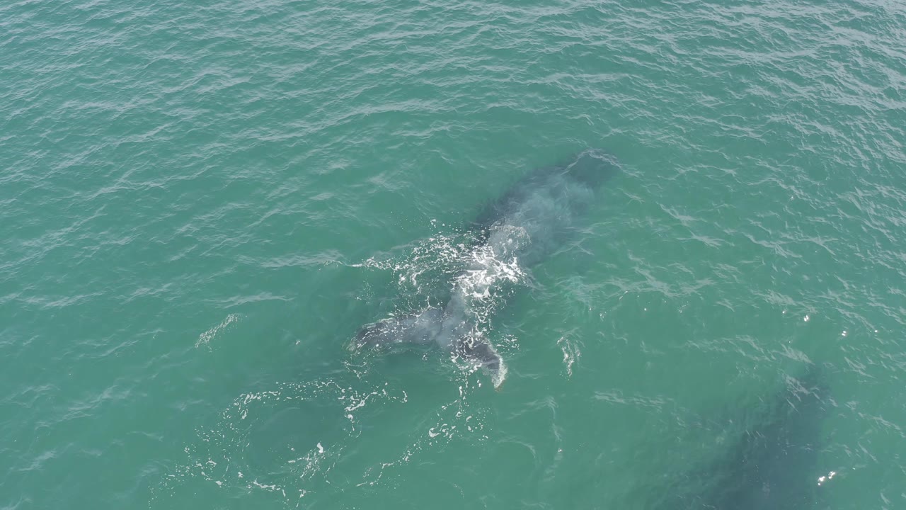 The whale appears as a dark underwater shape in blue-green ocean off Baja California Sur, Mexico, with a brighter splash over the upper body and no visible people.