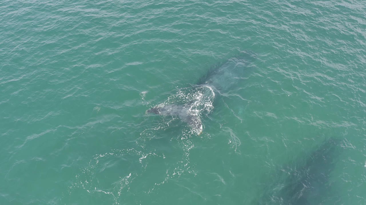 A whale is seen below the surface in Baja California Sur, Mexico, with foam and disturbed water trailing over a wide field of blue-green ocean and no visible people.