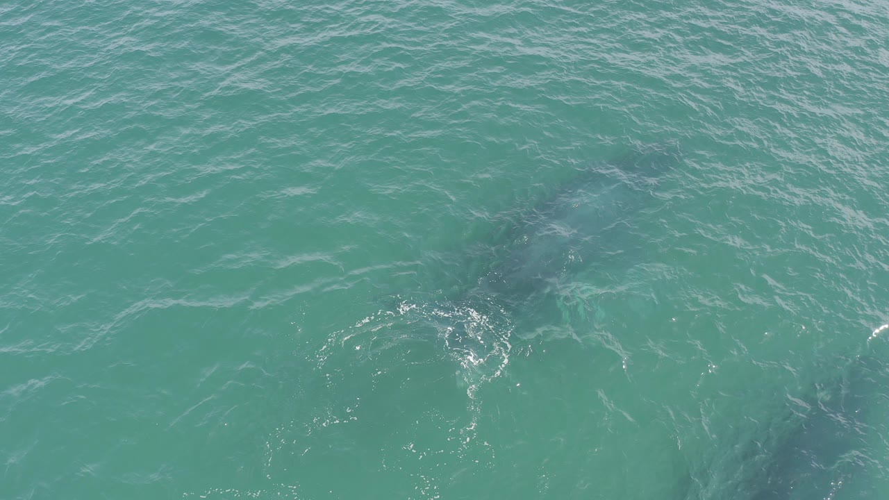 Two dolphins are visible as dark shapes below the turquoise surface in Baja California Sur, Mexico, with light ripples and no visible people.