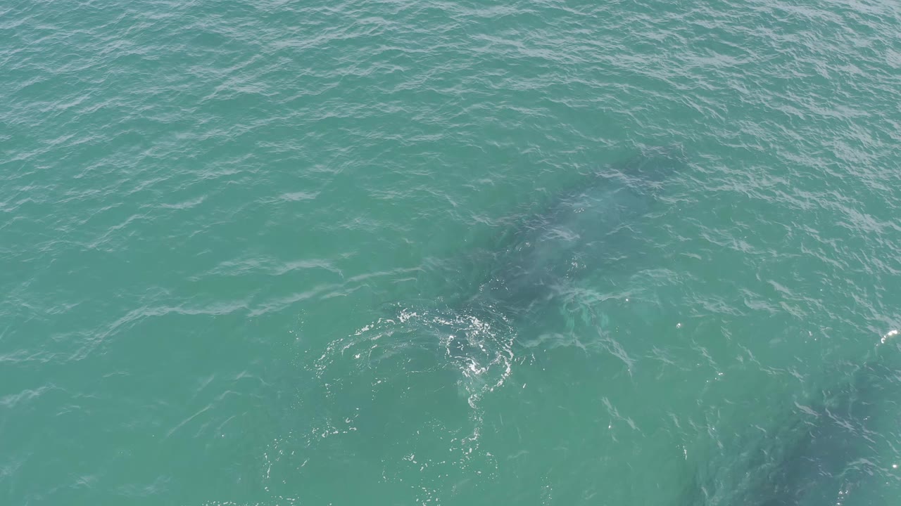 The dolphins remain partly obscured under blue-green water in Baja California Sur, Mexico, with a brighter patch of disturbed surface nearby and no visible people.