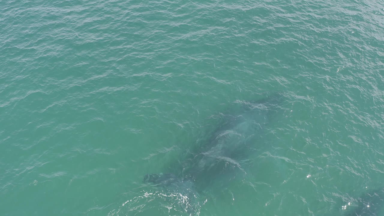 Faint dolphin silhouettes sit under the textured turquoise water in Baja California Sur, Mexico, with small white surface marks and no visible people.