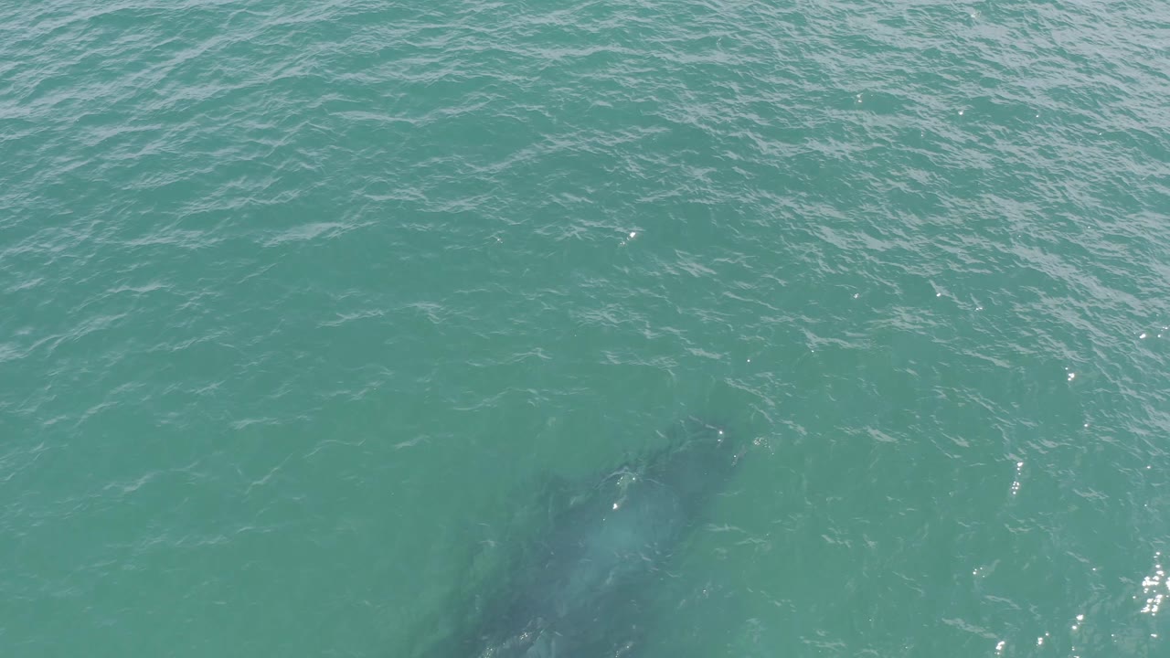 A darker dolphin form appears near the lower portion of the frame under clear water in Baja California Sur, Mexico, while the surface stays mostly open and no people are visible.