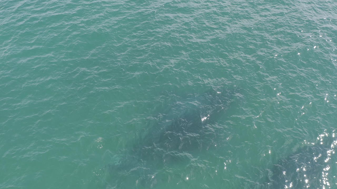 Overhead view of turquoise water in Baja California Sur, Mexico, with a dark fish shape just below the rippled surface and no visible people.