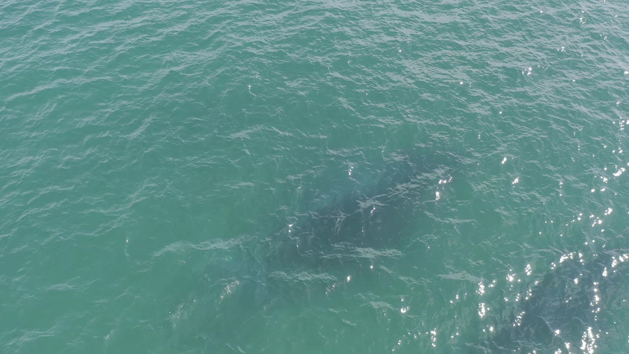 Bright rippled seawater in Baja California Sur, Mexico, shows a submerged dark fish shape near the middle-right area, with no shoreline or people visible.