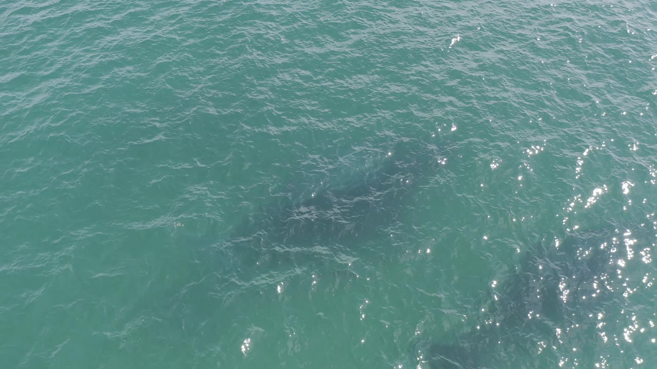 An overhead frame from Baja California Sur, Mexico, shows a large dark fish shape beneath turquoise water, with stronger sun sparkle on the lower part of the frame and no visible people.