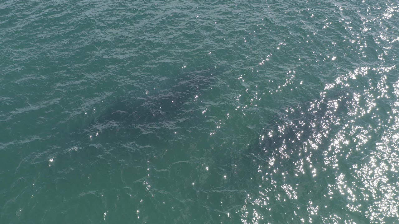 Teal ocean surface with sun glare and a dark animal shape below the water.