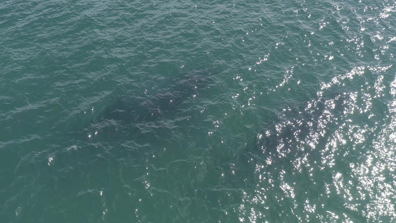 Aerial view in Baja California Sur with the water filling the frame, sun glints clustered near the right side, and a faint dark marine animal shape under the surface with no visible people.