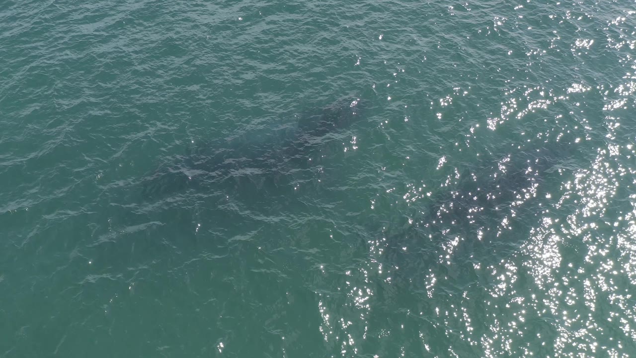 Top-down Baja California Sur ocean frame with scattered white reflections across teal water and a dark marine animal silhouette below the surface toward the lower left, with no visible people.