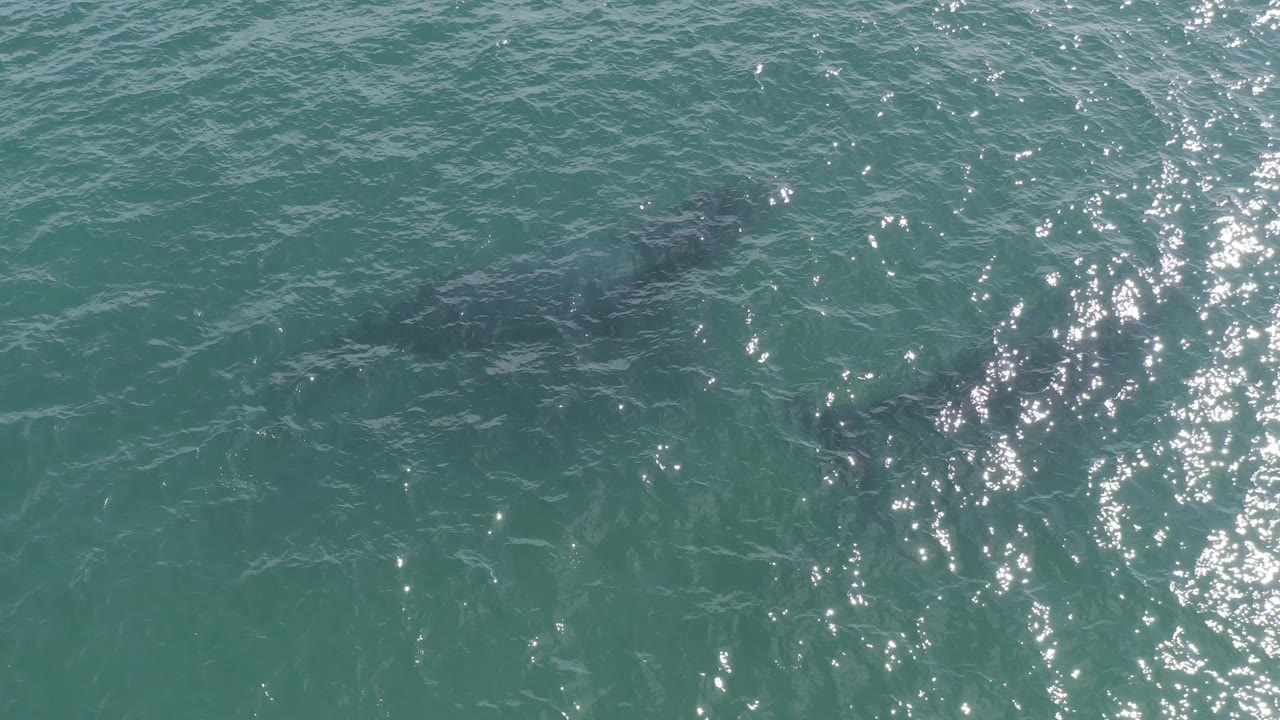 Overhead view in Baja California Sur showing a large dark marine animal under green-blue rippled water, with strong sun glare on the right and no visible people.