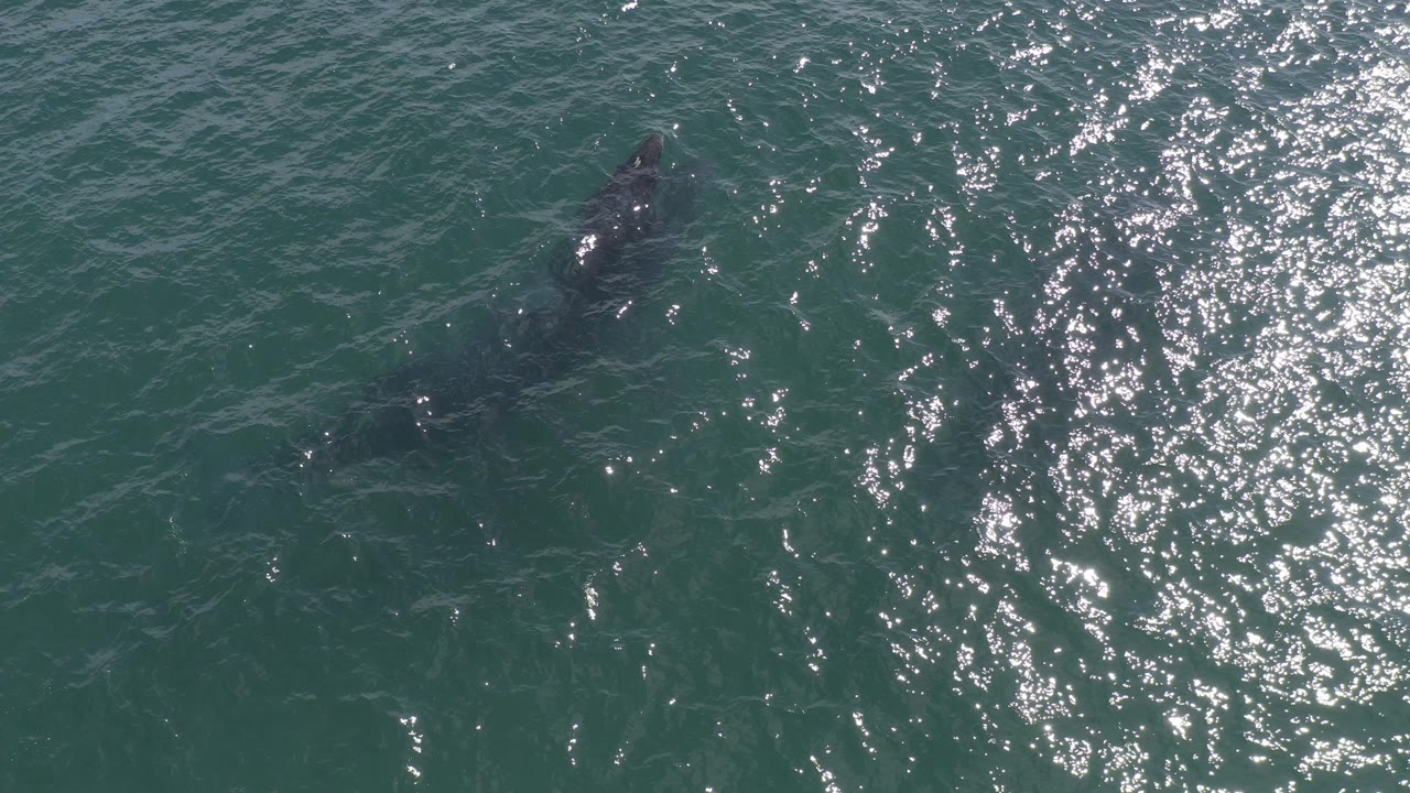Overhead view of a dark whale just below the blue-green ocean surface in Baja California Sur, Mexico, with bright sun glitter across the water and no visible people.