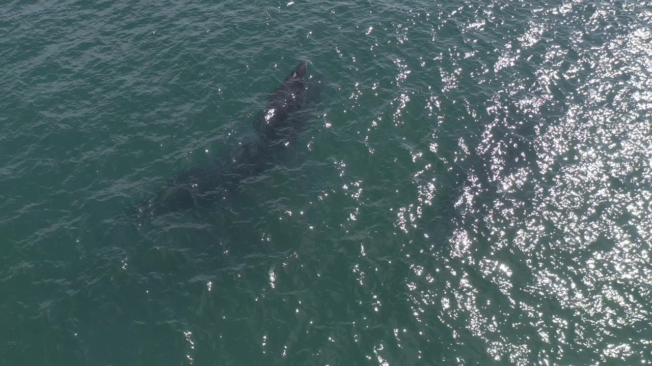 Aerial frame of the whale silhouette moving under rippled blue-green water in Baja California Sur, Mexico, with the brightest reflections concentrated to the right and no visible people.