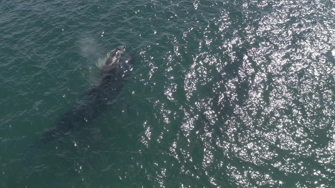 The whale breaks closer to the surface in Baja California Sur, Mexico, with a small misty blow visible above its head and dense sun sparkle on the surrounding water, with no visible people.