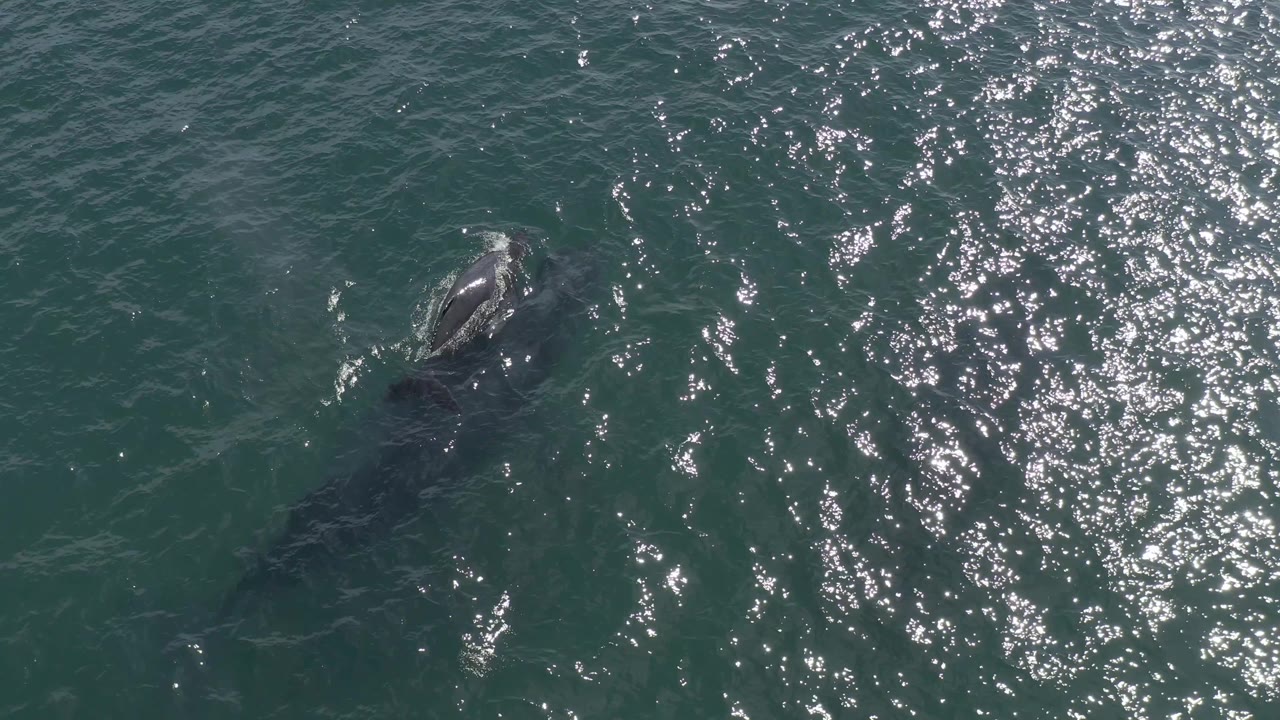 A high overhead view shows the whale's head and upper back near the surface in Baja California Sur, Mexico, with white disturbance around the body and no visible people.