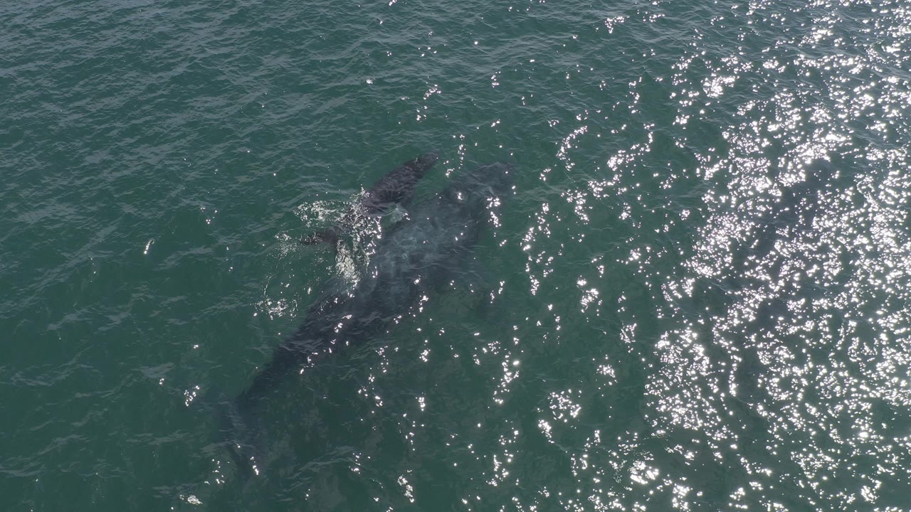 Overhead view in Baja California Sur, Mexico, showing a large whale and a smaller whale-shaped form beneath green-blue water with bright surface sparkle and no visible people.