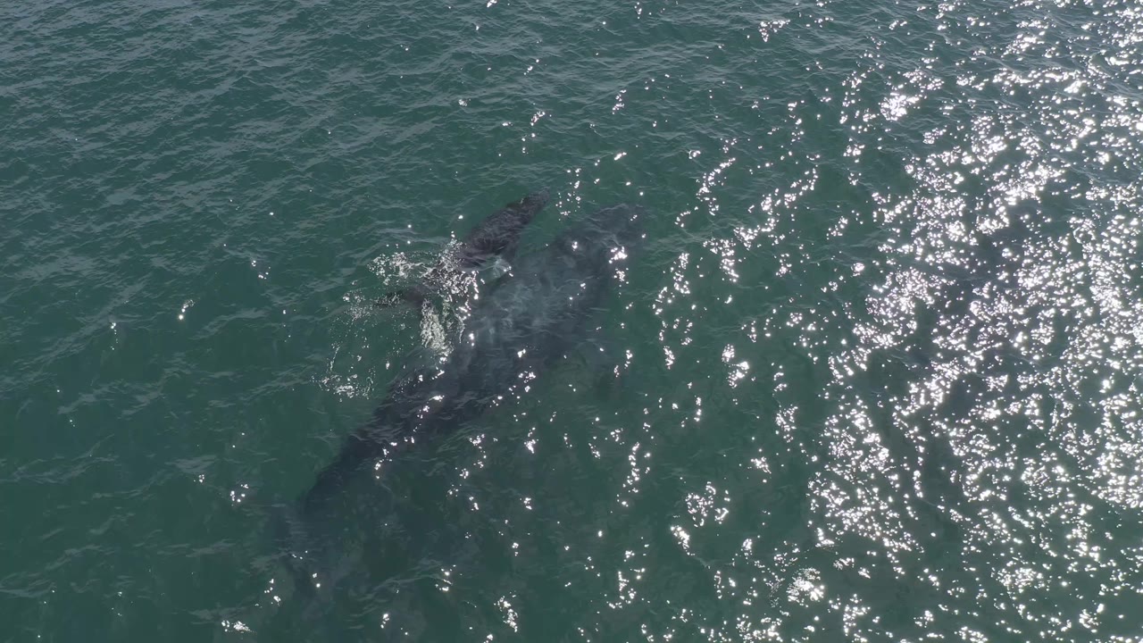 Whales swimming under reflective ocean surface