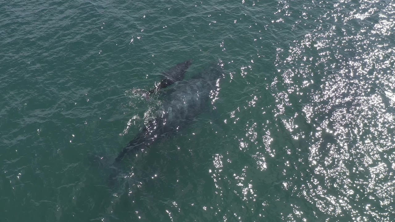 Top-down Baja California Sur ocean view where the large whale is partly obscured by bright surface glare, with a smaller form ahead and no visible people.