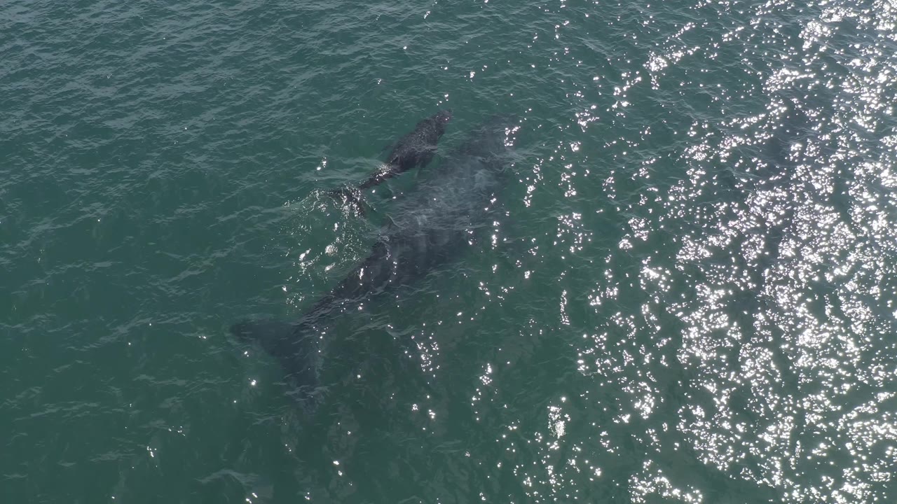 Two submerged whales near bright sun glare