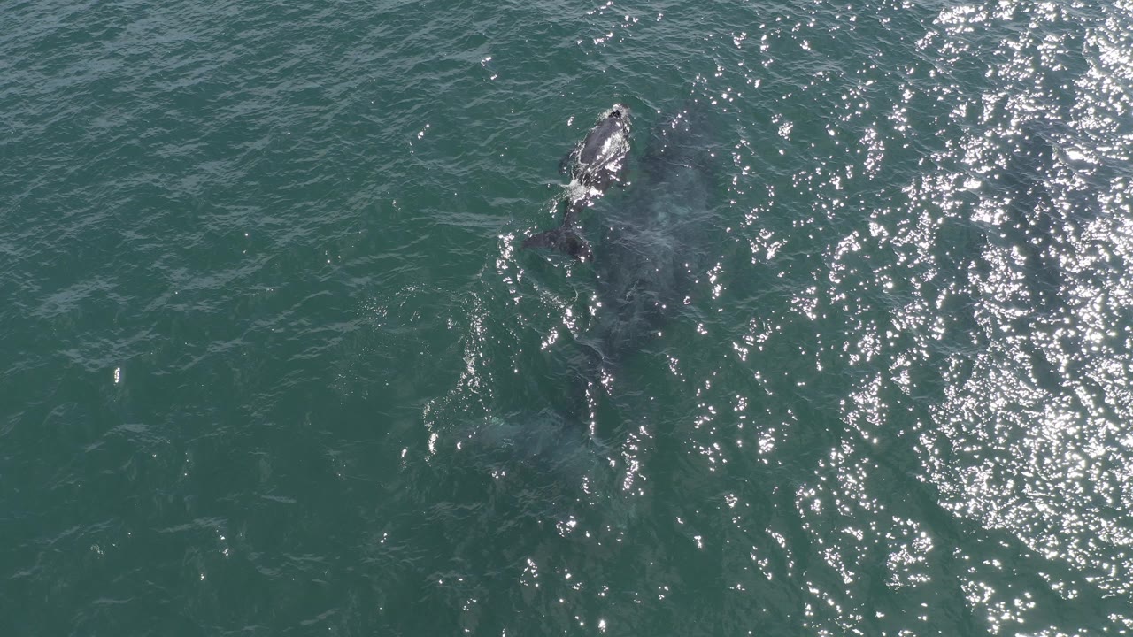 Overhead aerial frame from Baja California Sur, Mexico showing a dark whale just under the green-blue ocean surface with scattered sun glitter and no visible people.