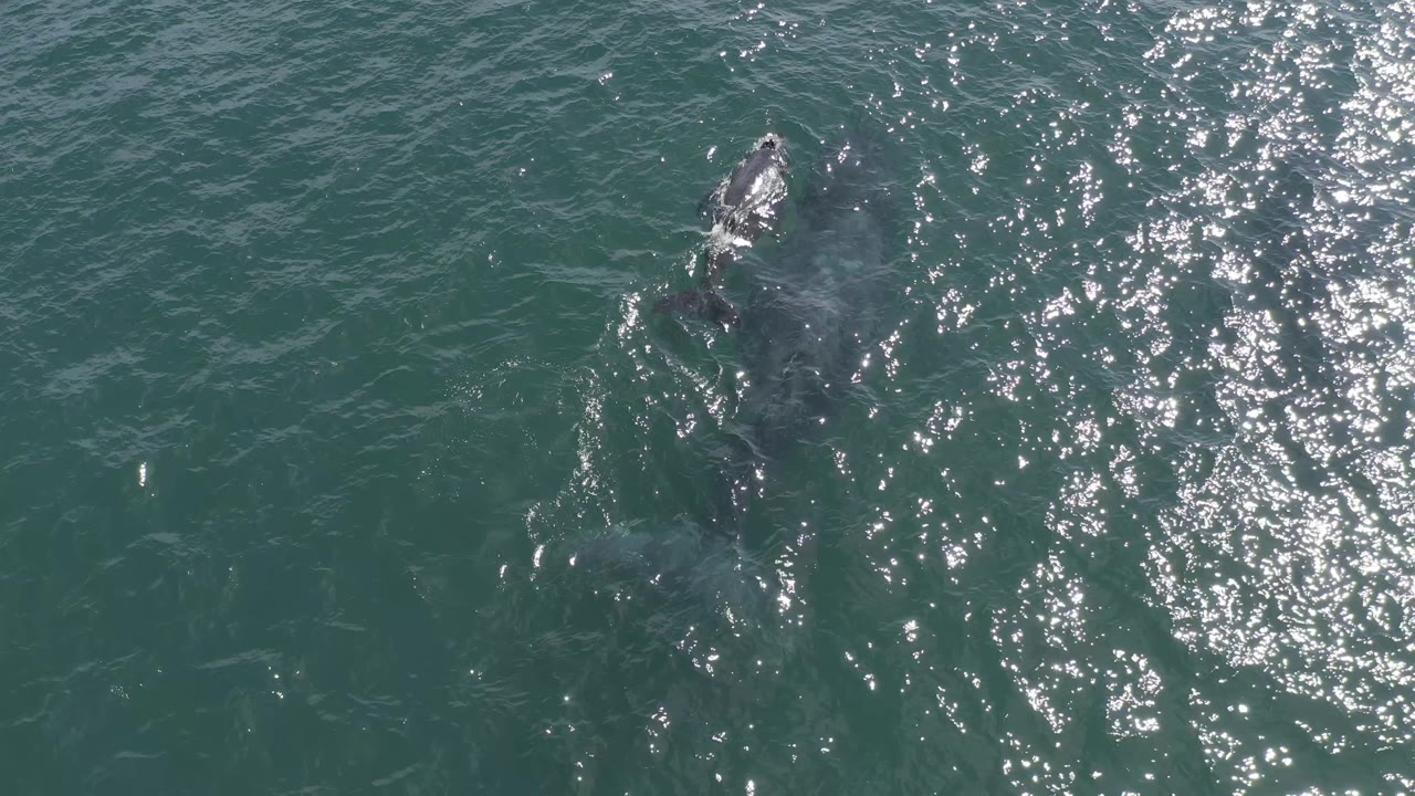Whale swimming under reflective ocean water viewed from above.