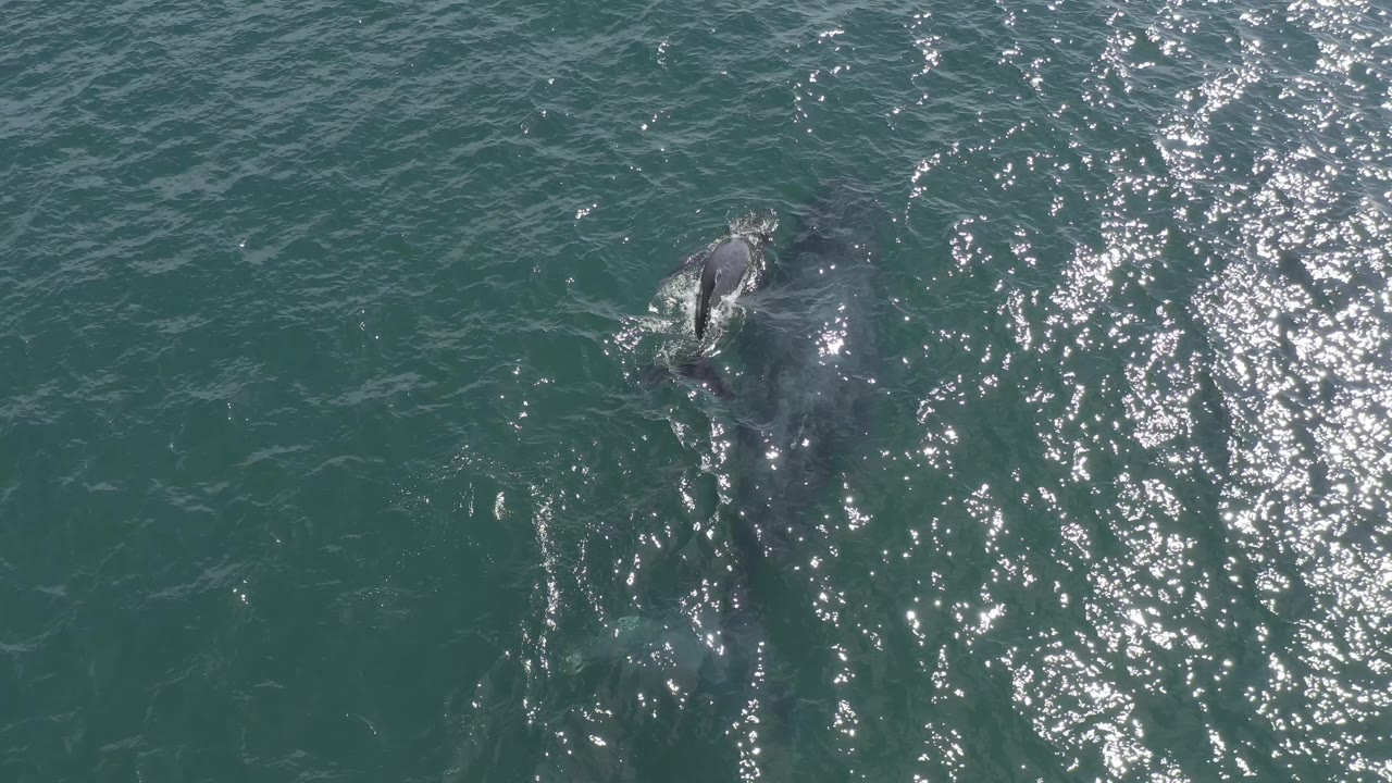 Top-down Baja California Sur ocean frame showing the whale near the upper left edge, white turbulence along its body, dense sun sparkle to the right, and no visible people.