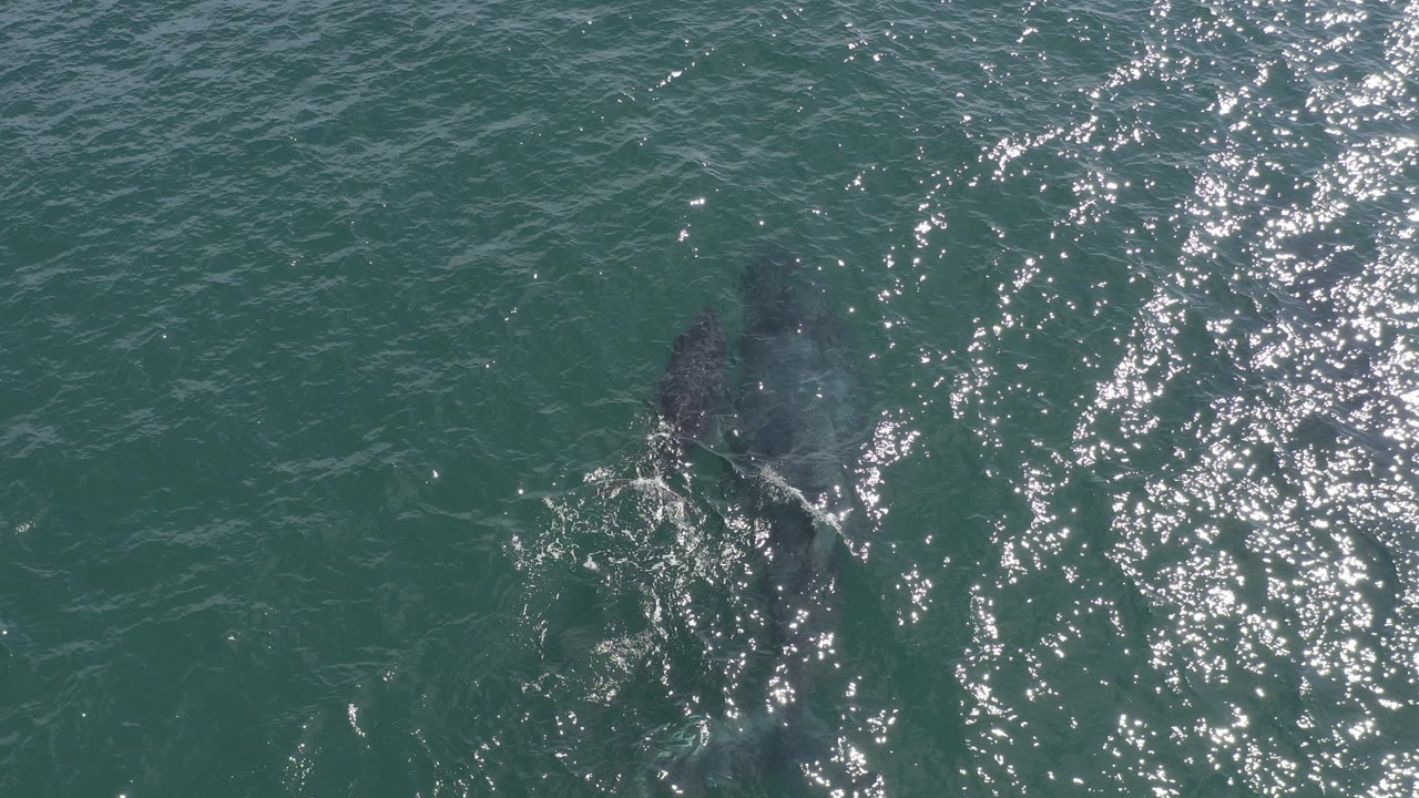 Overhead view in Baja California Sur, Mexico of a dark whale shape just below teal water with bright sun flecks and no visible people.