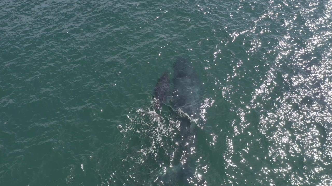 Whale body and fin visible under rippled water