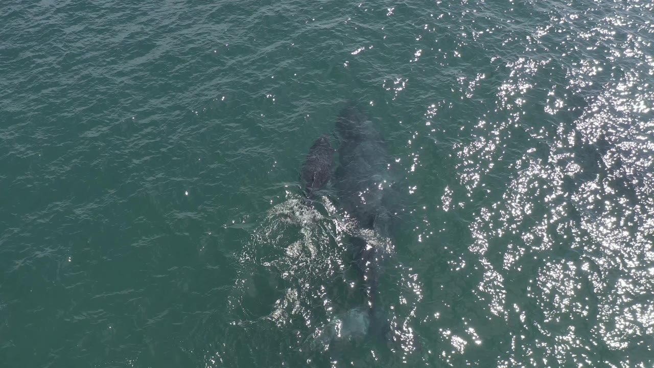 Top-down view in Baja California Sur, Mexico with the whale near frame center, white disturbance around its side, and dense sun sparkle to the right, with no visible people.