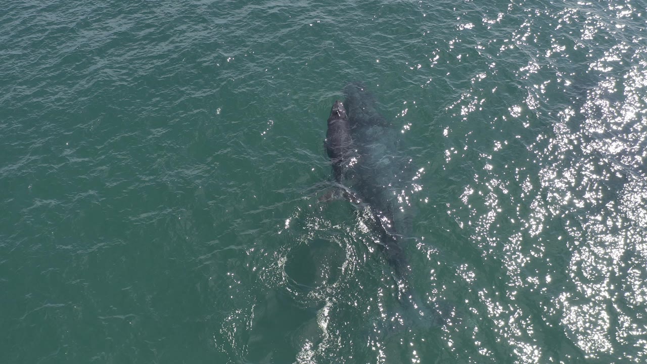 Dark marine animal swimming below sunlit green-blue ocean water.