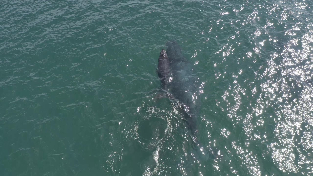 The animal remains near center frame in Baja California Sur water as a circular surface disturbance trails behind it, with no visible people.