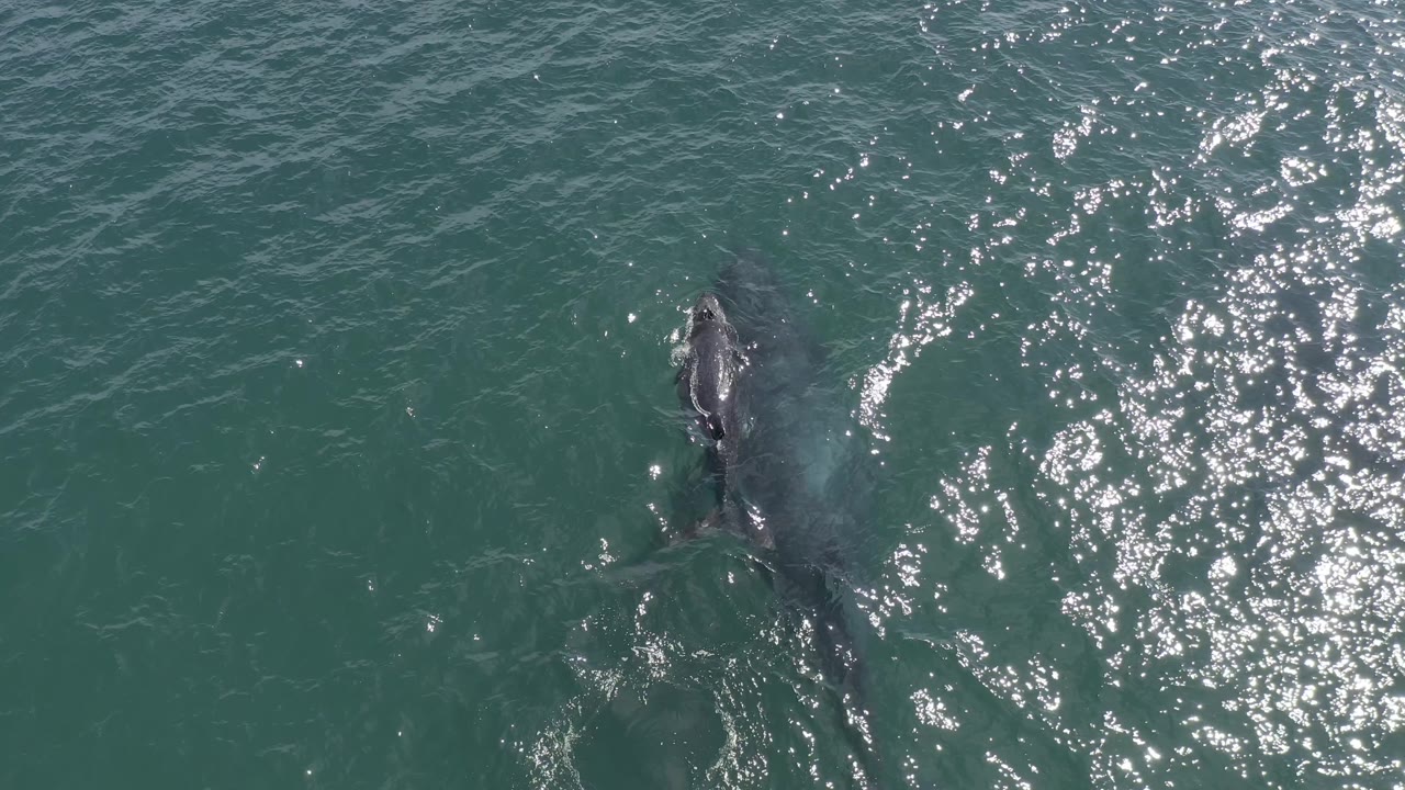 A dark marine animal breaks the green-blue surface beside bright sun glitter in Baja California Sur, Mexico, with no visible people.