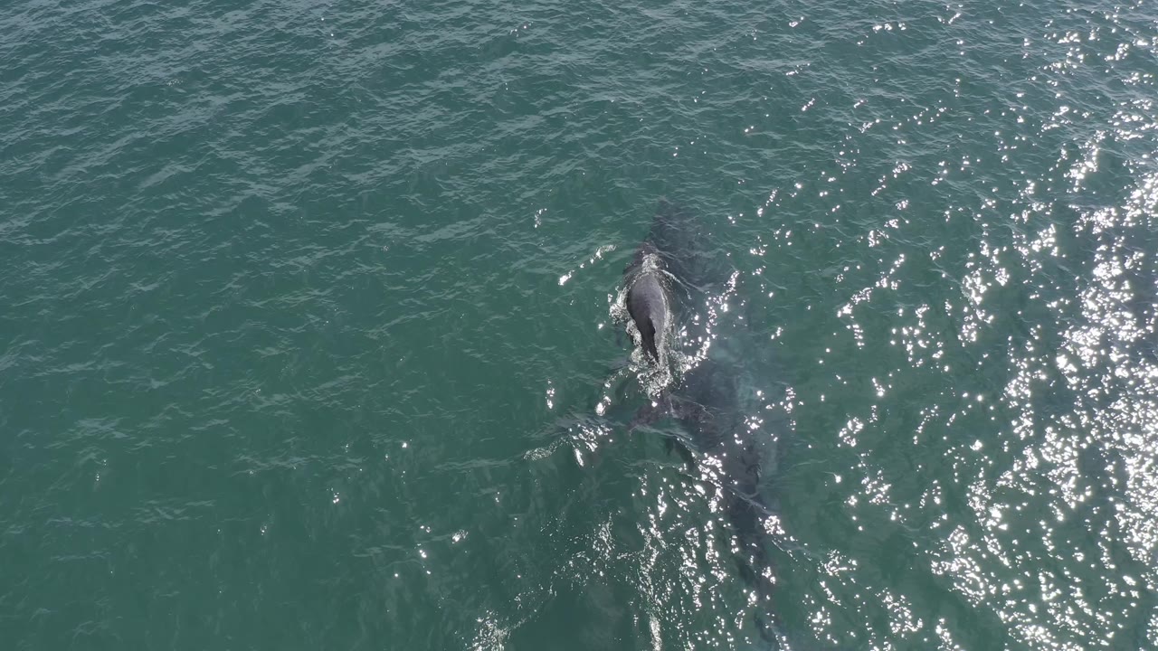 The overhead frame places the animal lower in open Baja California Sur water, with ripples and bright reflection patches around it and no visible people.