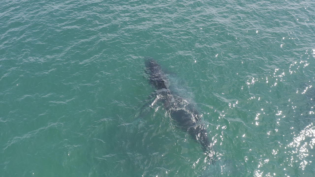 Overhead view of two whales beneath turquoise ocean water