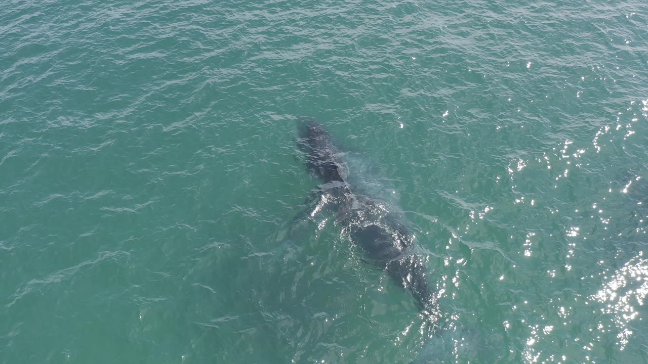 Aerial view in Baja California Sur, Mexico with the whales slightly farther through the frame, their backs partly obscured by rippled water and sun sparkle, with no visible people.