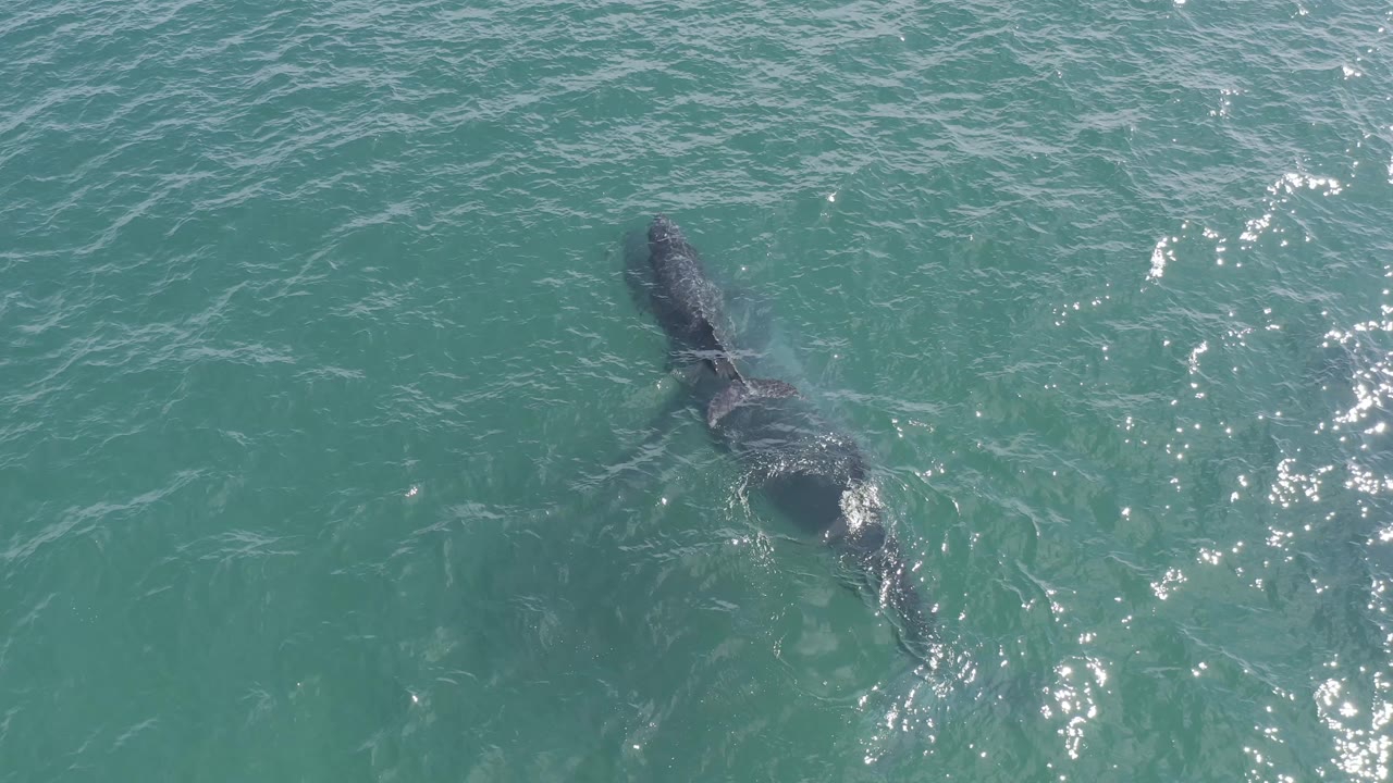 Drone-style overhead frame from Baja California Sur, Mexico showing the larger whale and smaller whale under clear water, with brighter reflections to the right and no visible people.