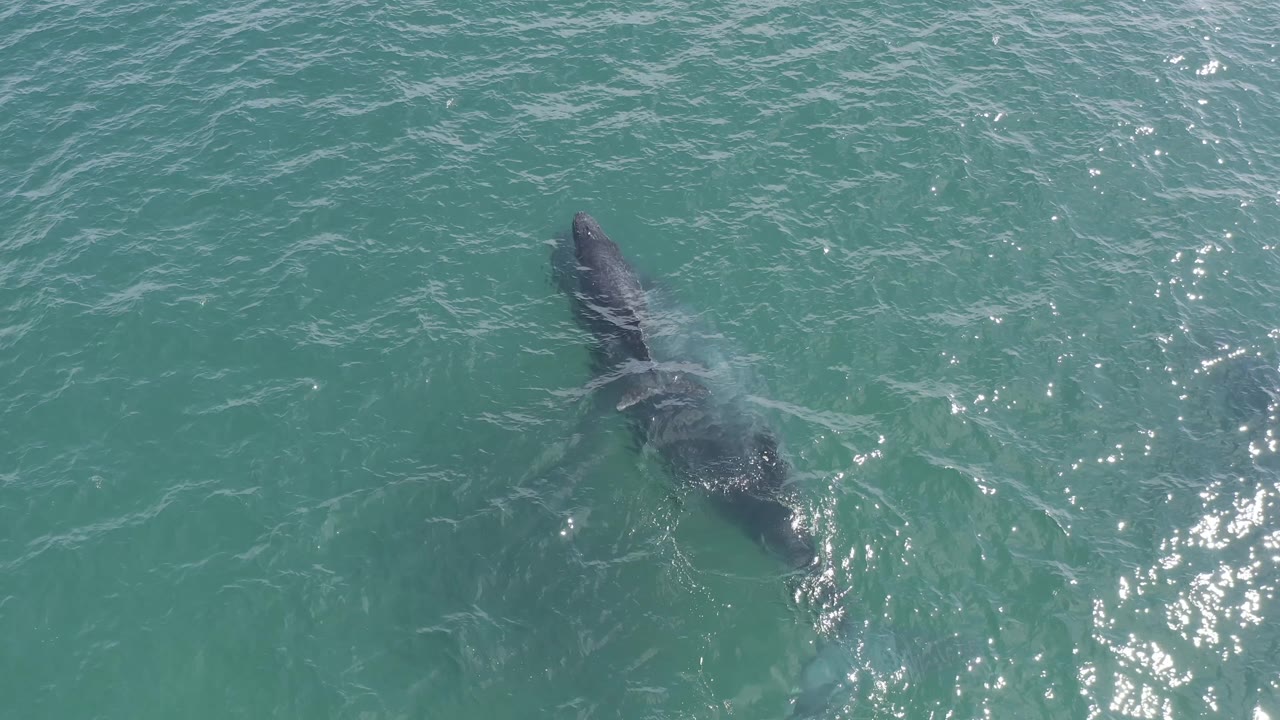 Overhead Baja California Sur frame with the whale pair lower in the composition, dark bodies visible below turquoise water and a trail of pale disturbance, with no visible people.