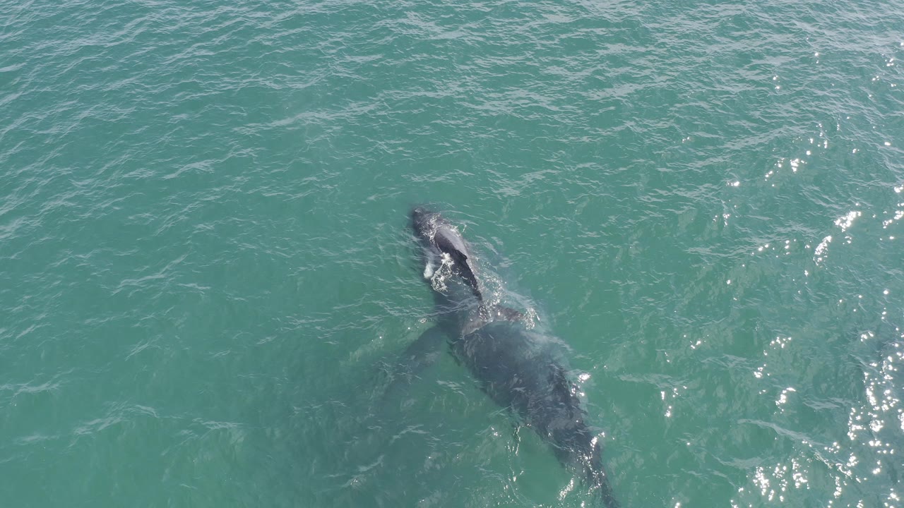 Overhead view of a dark shark just below the turquoise sea surface in Baja California Sur, Mexico, with small sun glints on the water and no visible people.