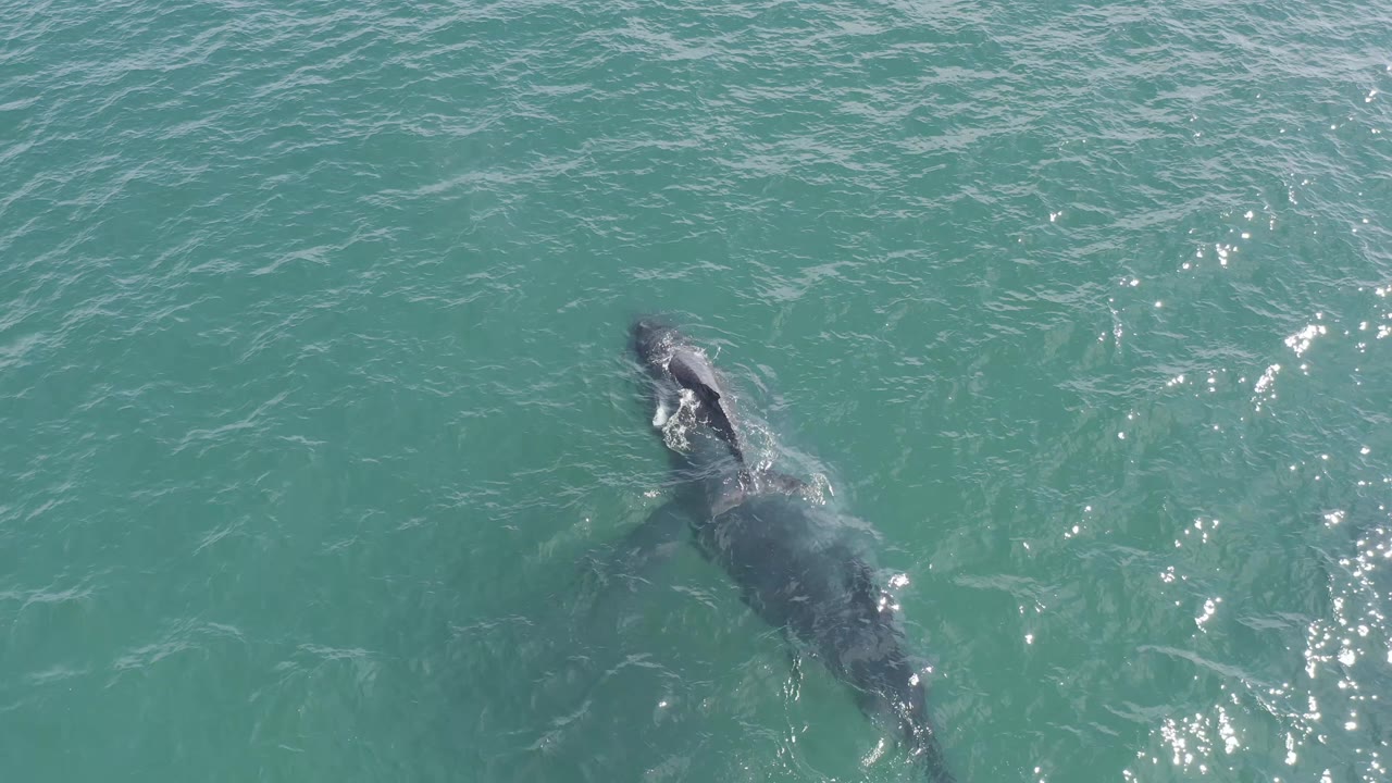 A dark shark remains near the center of an overhead Baja California Sur water view, with rippled green-blue surface texture and no visible people.