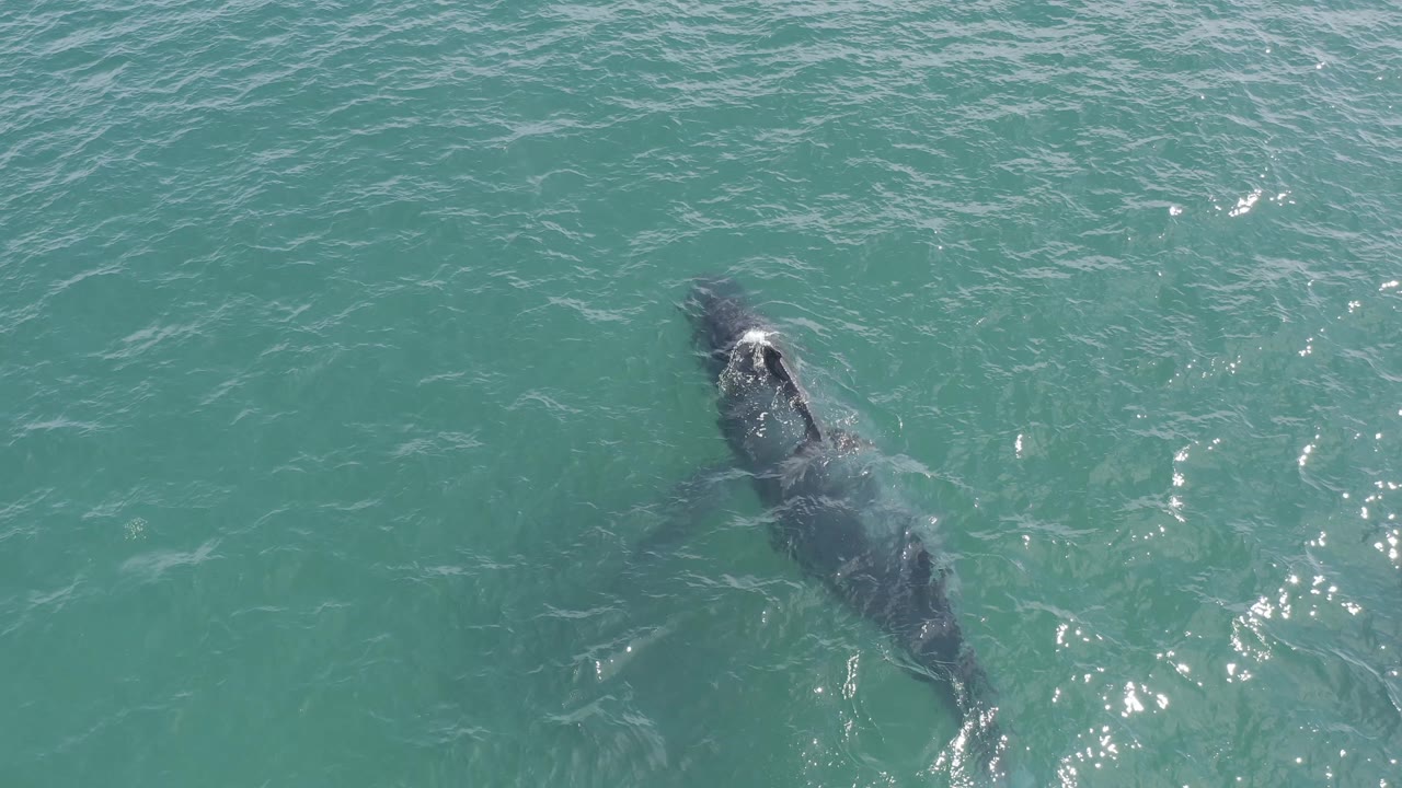 The shark is seen from above in Baja California Sur water, positioned near bright surface sparkles and pale ripples, with no visible people or vessels.