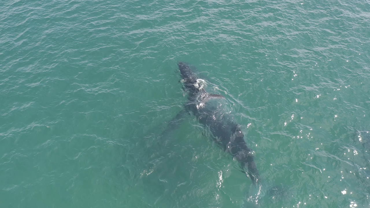 Overhead frame of the shark beneath clear Baja California Sur sea water, with a white surface disturbance near its head and no visible people.