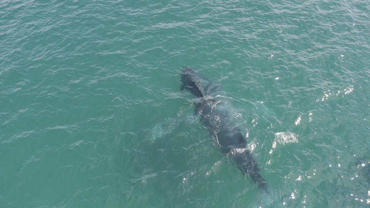 Top-down aerial frame of an adult whale and smaller calf near the surface in Baja California Sur water, with white wake around the larger body and no visible people.