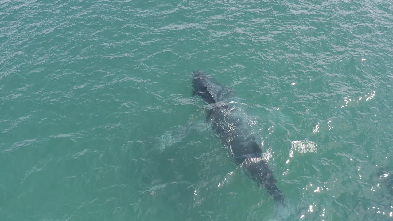 Two whales swimming close together under rippled blue-green water.