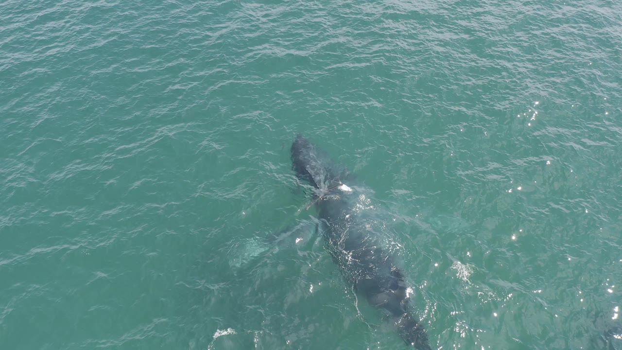 The adult whale and calf appear partly submerged from above in Baja California Sur, surrounded by open teal water, scattered sun sparkle, and no visible people.