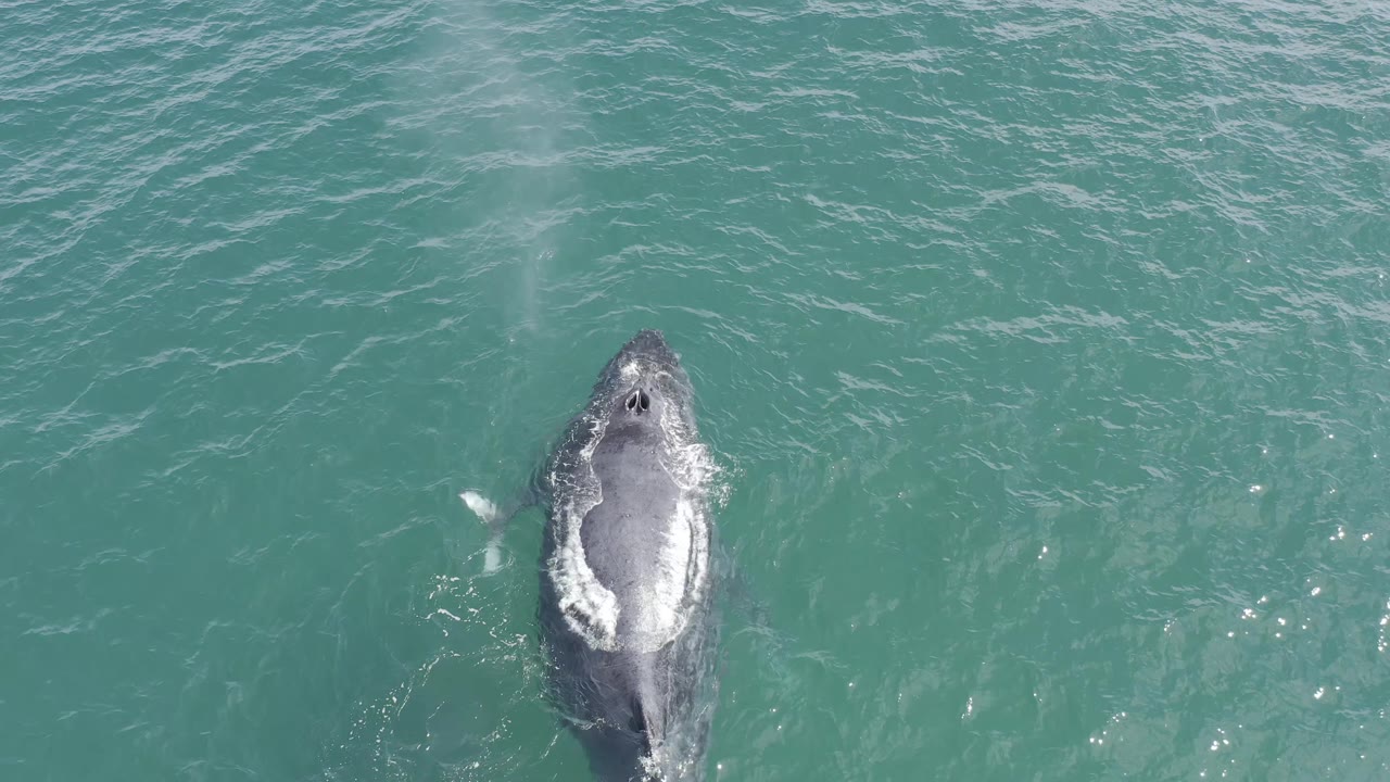 Gray whale centered beneath rippled turquoise water.