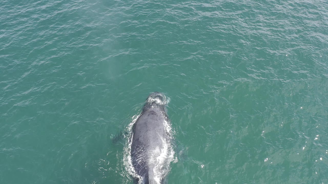The whale has shifted toward the right side of the aerial frame in Baja California Sur ocean water, with a bright patch of foam trailing over its back and no visible people.