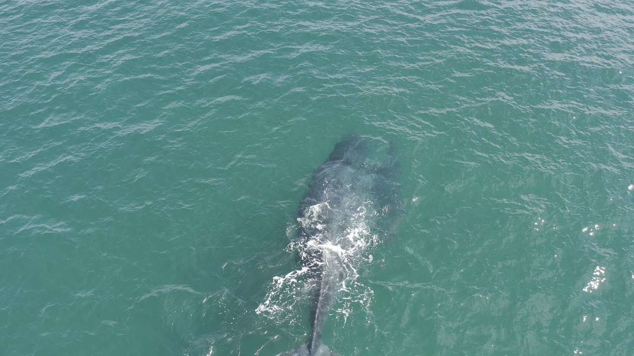 Overhead view in Baja California Sur, Mexico, of a large gray marine animal just below turquoise water, with white ripples near its back and no visible people.