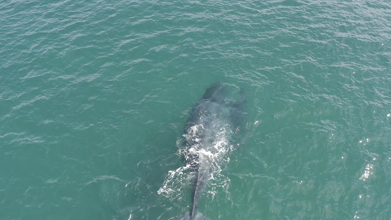 Aerial frame from Baja California Sur, Mexico, with the gray animal still below the surface, white turbulence along its body, and no visible people.